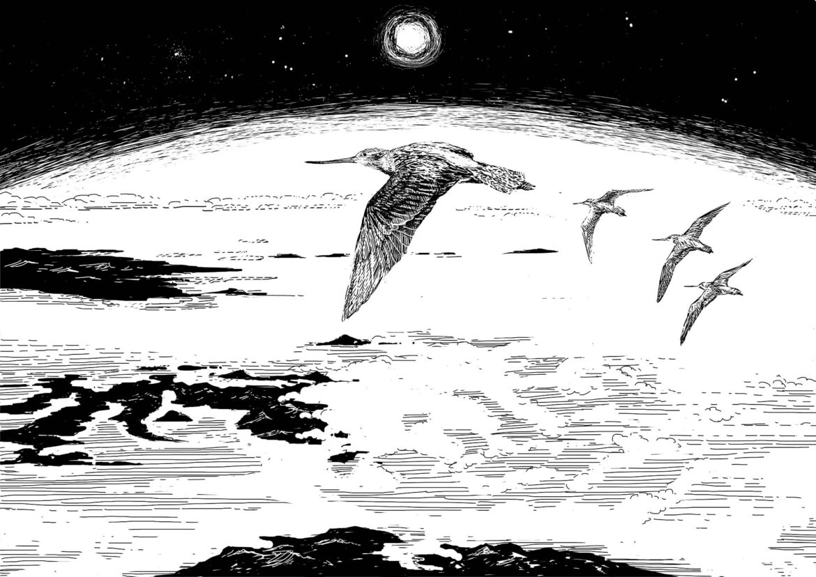 Bar-tailed Godwits migrating at 5,000m altitude across the Pacific. The birds navigate by internal compasses and read the stars to know where to go. They fly at an optimal height where the air is thin and they can avoid headwinds. Sometimes they fly non-stop from Alaska to Australia and New Zealand for 13,000 km but sometimes have to deviate to avoid storms. Image by Simon Mustoe.