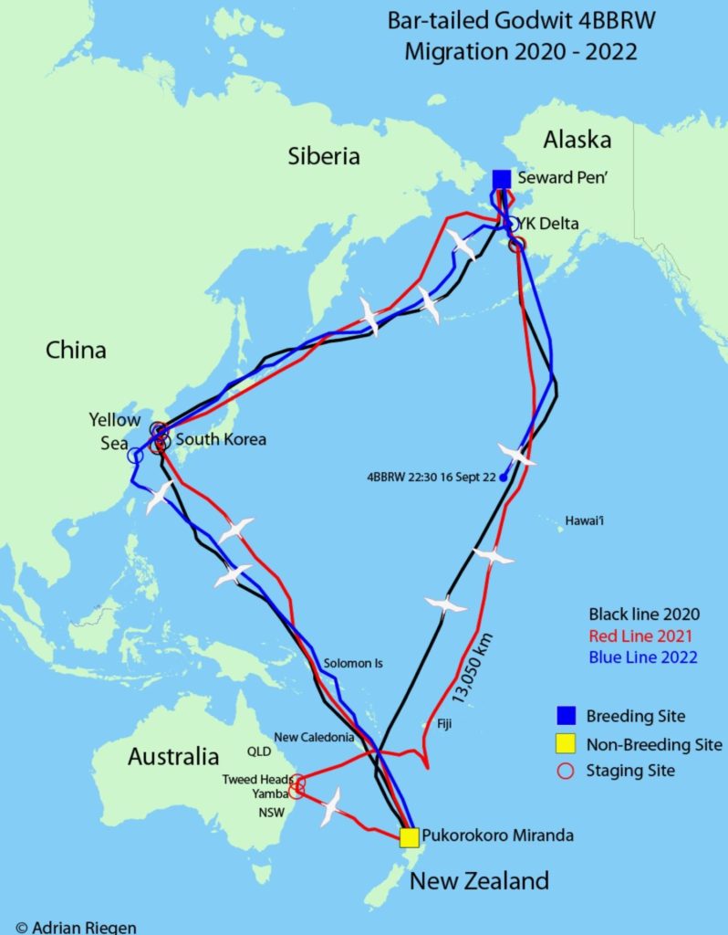 Bar-tailed Godwit's epic migration on a bewildering scale
