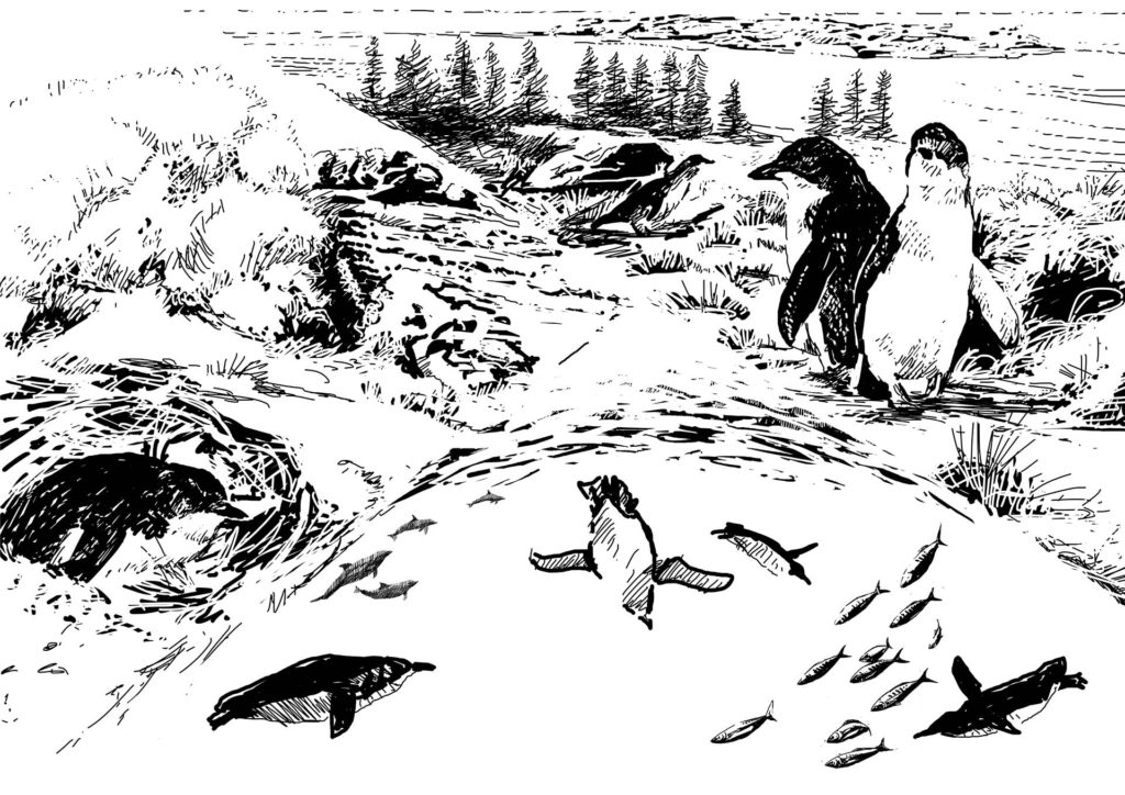 Penguins of the Fleurieu Peninsula hold the ecosystem together. Before we lose animals like this we must remember that even the life of a single individual, influences the structure, function and processing of nutrients and ecosystem energy for many years and over millions of touch-points. This is why ecosystems can suddenly collapse. Even decline in small numbers can lead to sudden and catastrophic loss in the unimaginable complexity needed to make ecosystems habitable. This is what holds the very fabric of our own economy together. Image by Simon Mustoe. 