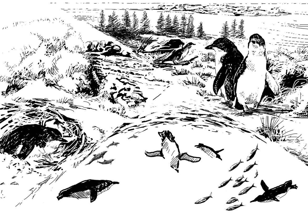 Penguins of the Fleurieu Peninsula. Image, Simon Mustoe