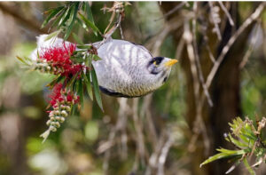 The epitome of nature: Noisy Miners