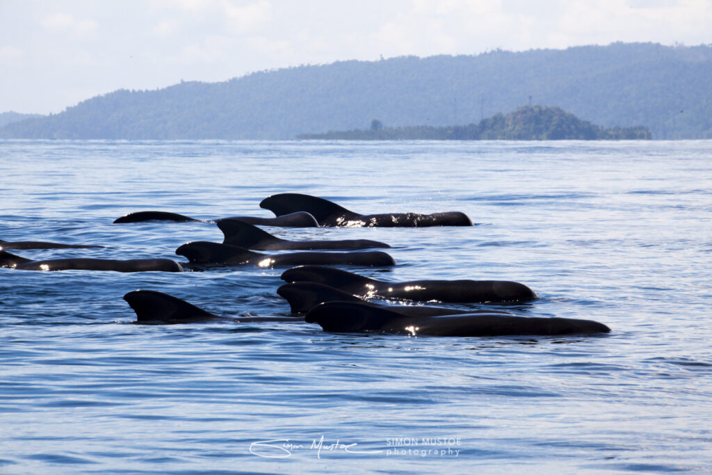 Expedition cruise to the Coral Triangle