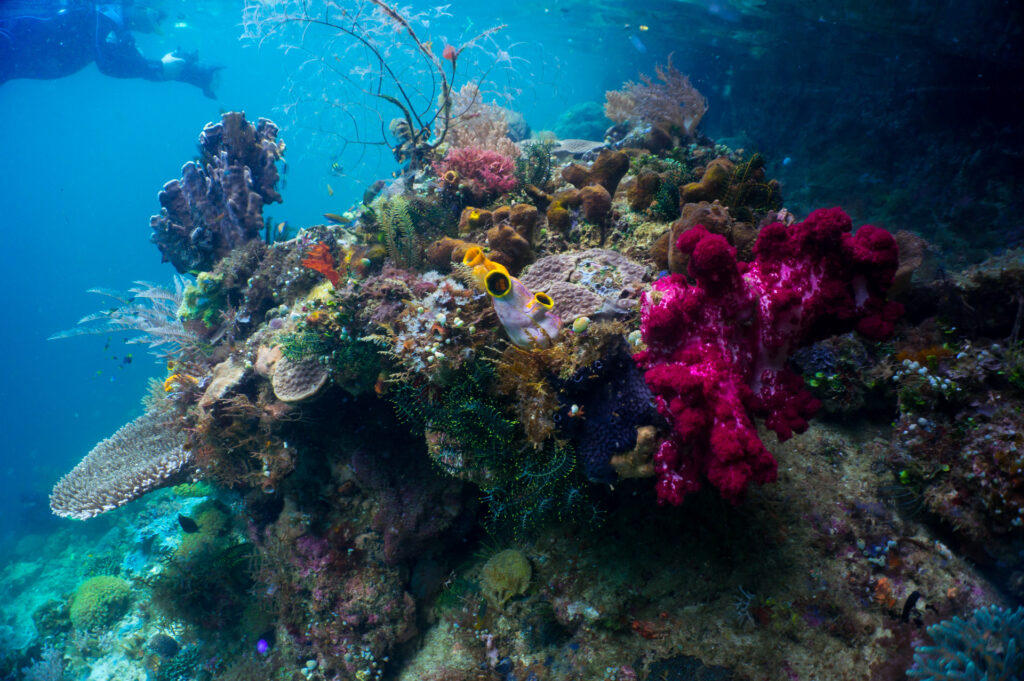 Expedition cruise to the Coral Triangle