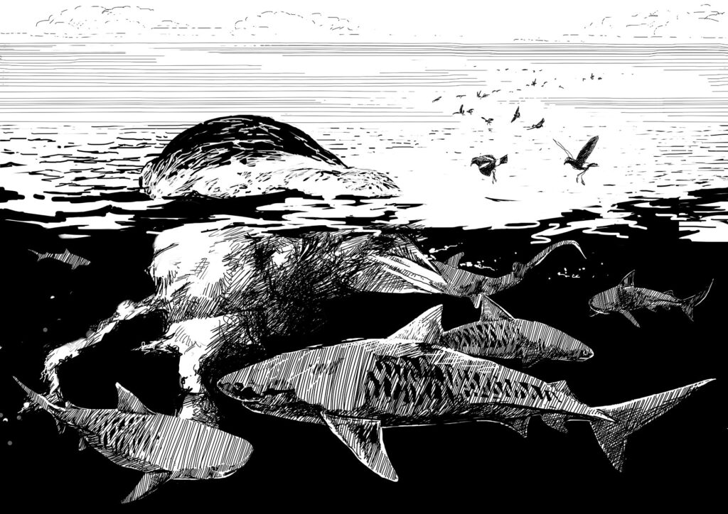 Tiger Sharks feeding on a Sperm Whale carcass. Fish, remoras, seabirds and others gather in to sweep up the waste. The oil trail attracts seabirds from hundreds of miles around, as the blood trail does similar for sharks below. Whale carcasses are free-floating nutrient banks and only the most highly adapted animals can make good on this essential means of balancing ecosystem carbon and nutrients. This makes Tiger Sharks one of the most important animals to conserve if we are to rebuild a habitable world. Image by Simon Mustoe, Wildiaries.