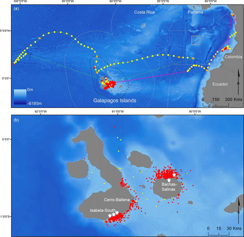 Four reasons why Tiger Sharks are really important