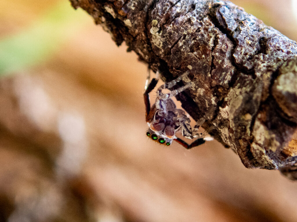 Big green eyes give this peacock spider razor-sharp vision for catching mosquitos!
