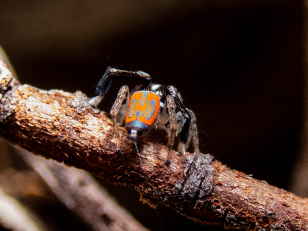 A tiny strand of silk acts as a lifeline and controls the spider's jump ... a bit like when Bruce Willis jumps off the rooftop in Die Hard with a fire hose tied to his waste.