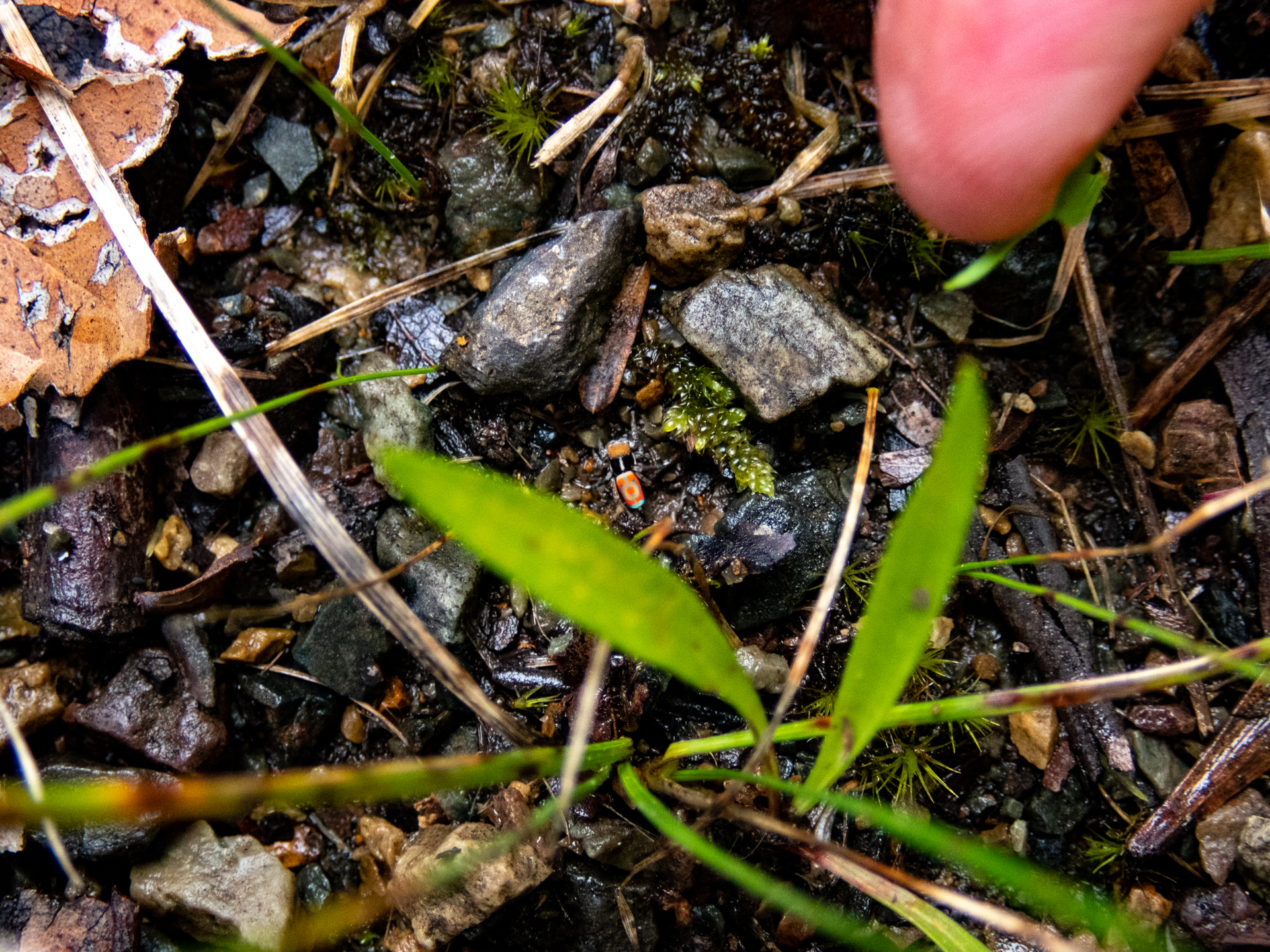 Seen any jumping spiders lately? Peacock jumping spider and my finger for scale.