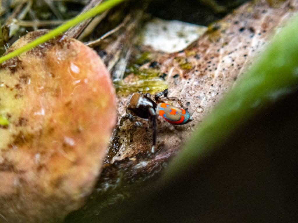 The colourful abdomen can be fanned out like a peacock and used to attract a female.