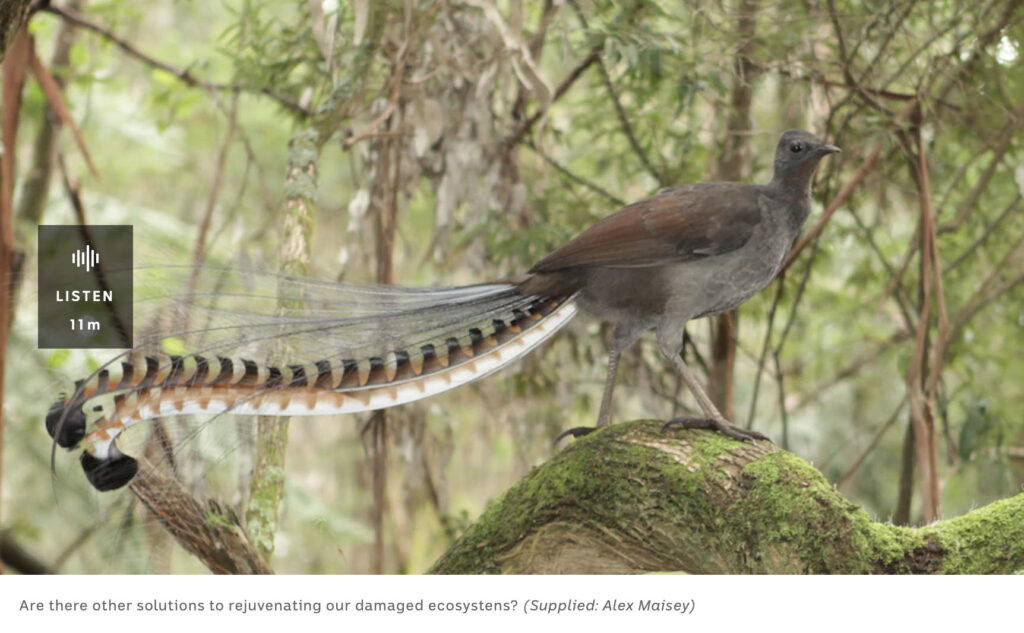 ABC Radio with Simon Mustoe on Wildlife in the Balance