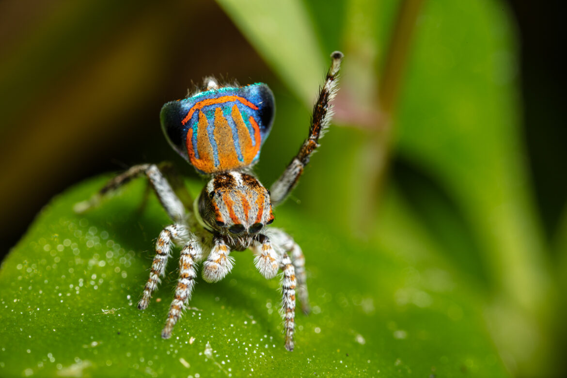 Maratus tasmanicus ... a type of peacock spider. Only discovered recently, this group of invertebrates are abundant. They are active predators and their existence in an ecosystem is essential for it to store carbon at greater levels. Spiders are mini-megafauna and predators that influence our world on a massive scale.