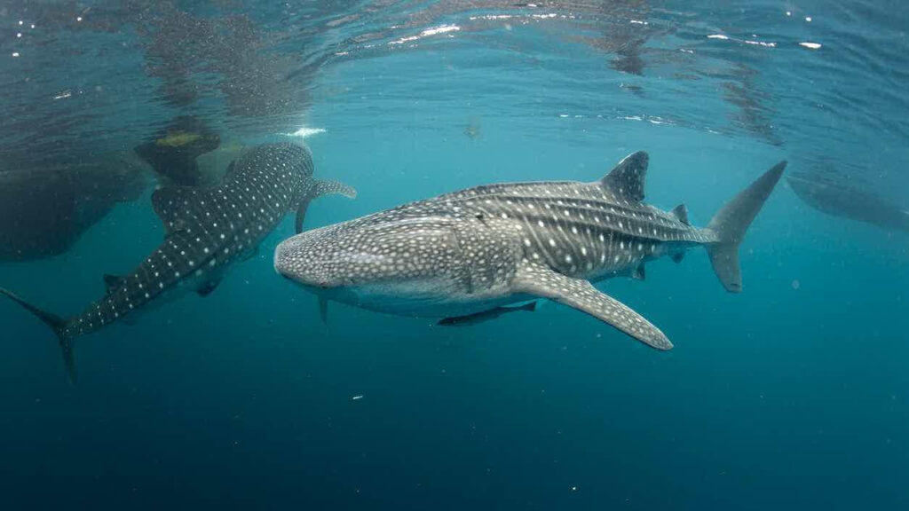 swim with whale sharks