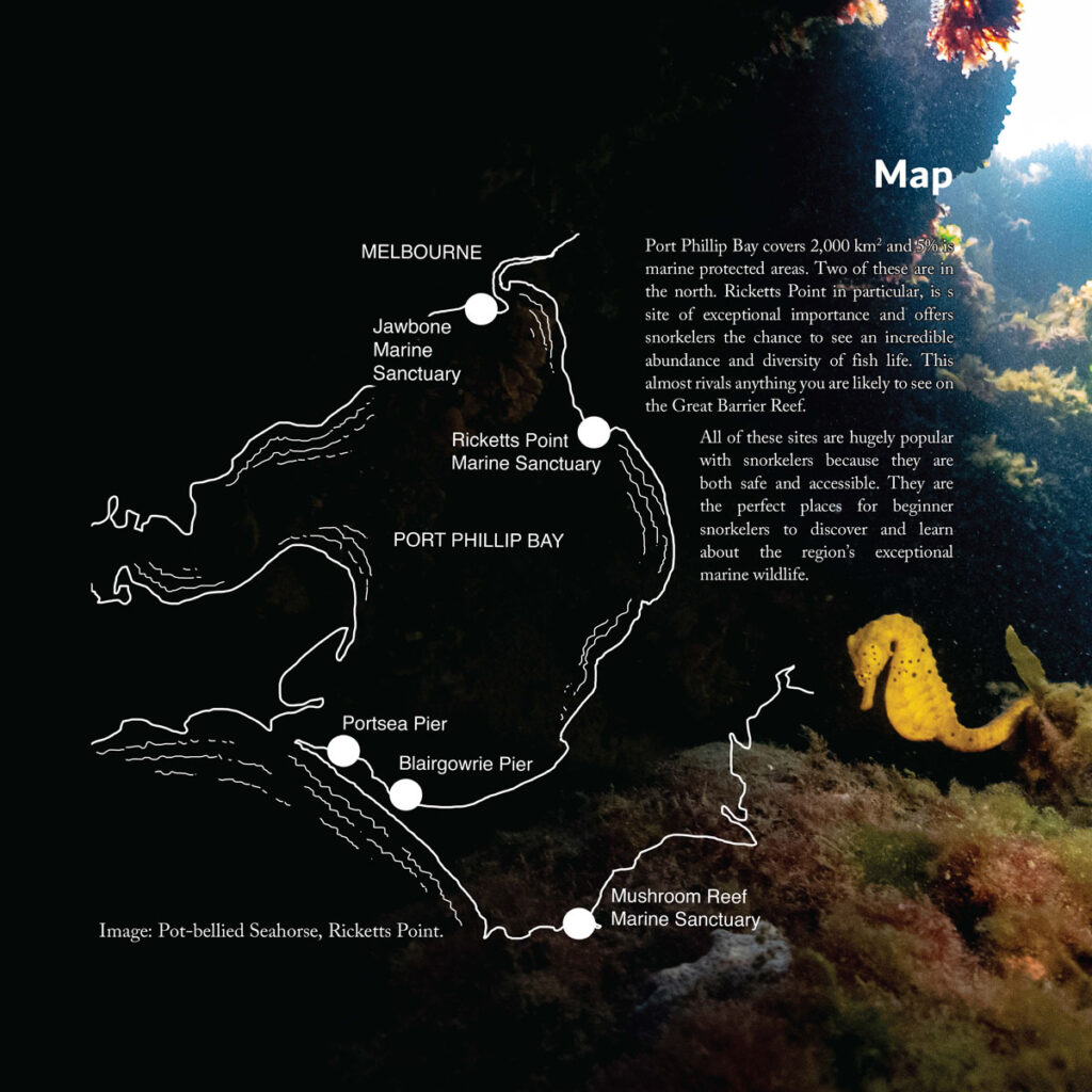 Learn to Snorkel in Melbourne: Five Tips for Beginners