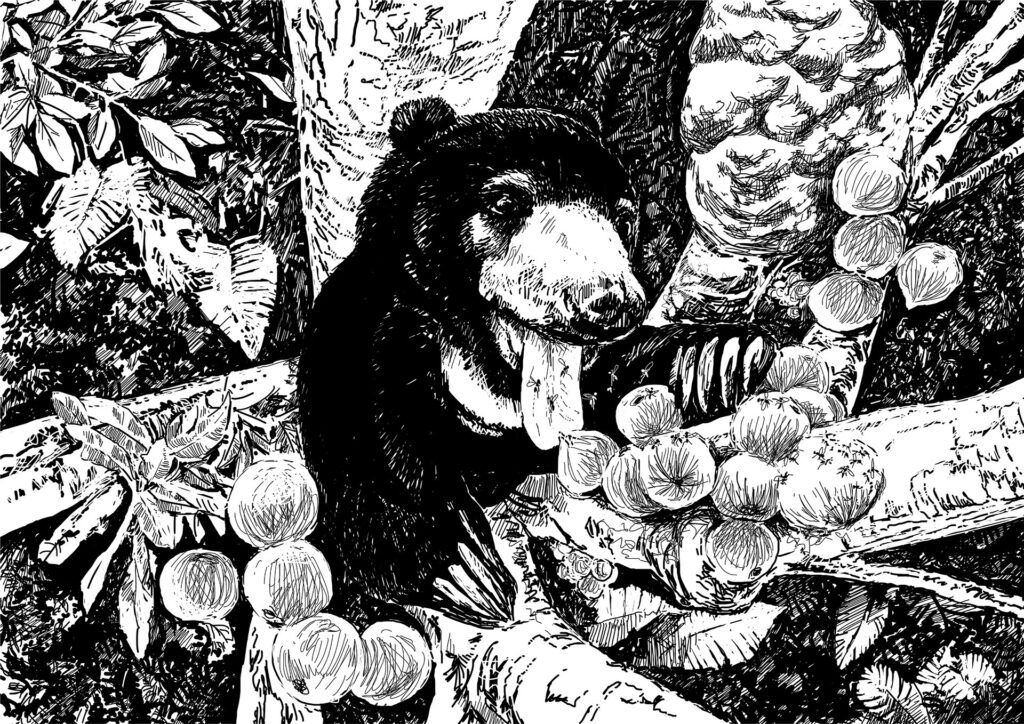 Sun bears are rarely observed. This one has climbed high above the ground, attracted by the sweet smell of fruiting figs. The bear's behaviour has shaped the forest, influencing its structure from the ground up for perhaps millions of years. This has formed patterns and relationships with other creatures, such as the stingless fig wasps that swarm around its favourite food. The destiny of fruits, wasps and bears are intertwined, becoming part of the rainforest. The survival of this ecosystem and all it does for humanity is in the paws of this creature. Its protection in the wild is a tangible necessity for the future of humanity. This is why saving sun bears is important. Illustration by Simon Mustoe.