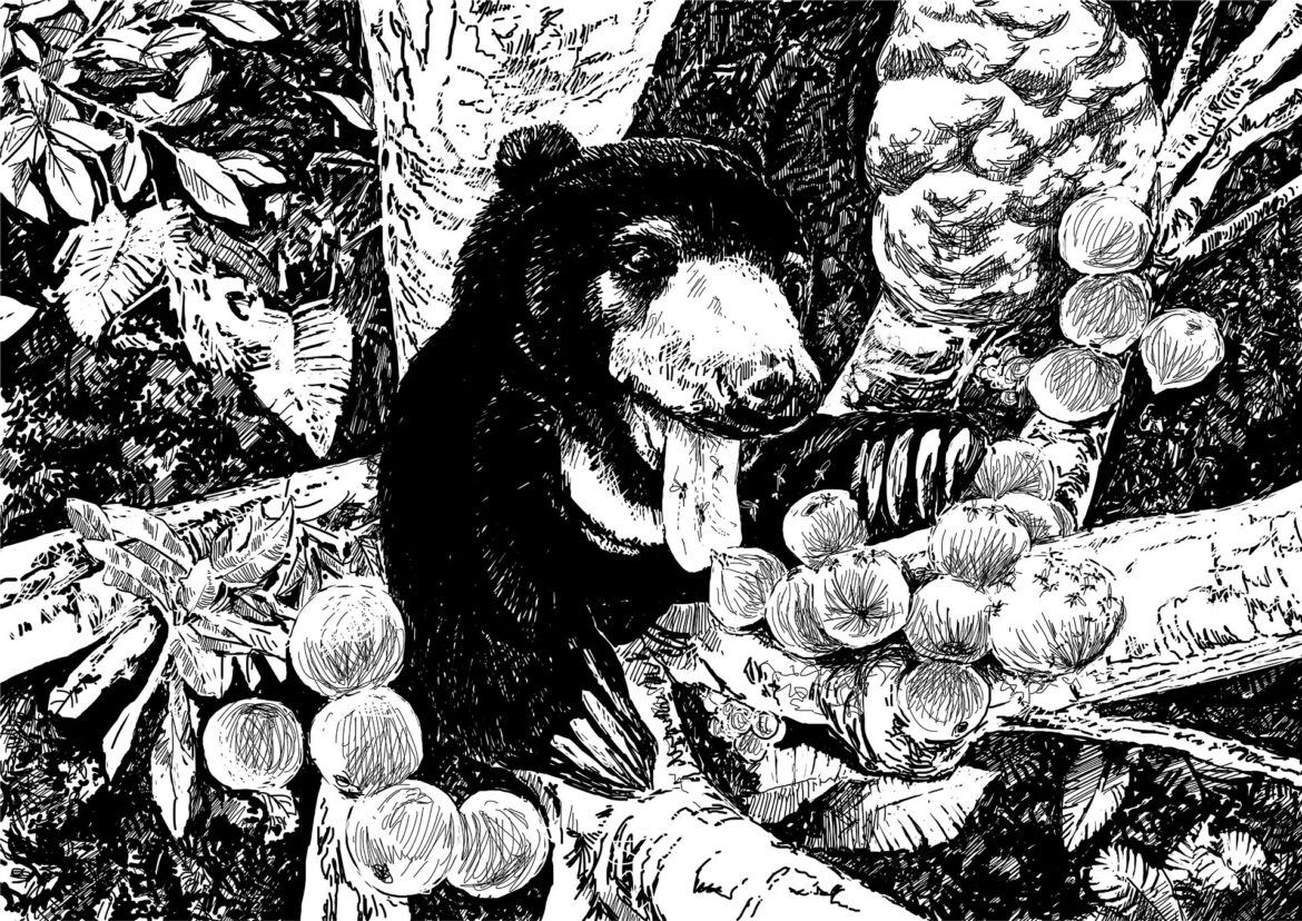Sun bears are rarely observed. This one has climbed high above the ground, attracted by the sweet smell of fruiting figs. The bear's behaviour has shaped the forest, influencing its structure from the ground up for perhaps millions of years. This has formed patterns and relationships with other creatures, such as the stingless fig wasps that swarm around its favourite food. The destiny of fruits, wasps and bears are intertwined, becoming part of the rainforest. The survival of this ecosystem and all it does for humanity is in the paws of this creature. Its protection in the wild is a tangible necessity for the future of humanity. This is why saving sun bears is important. Illustration by Simon Mustoe.
