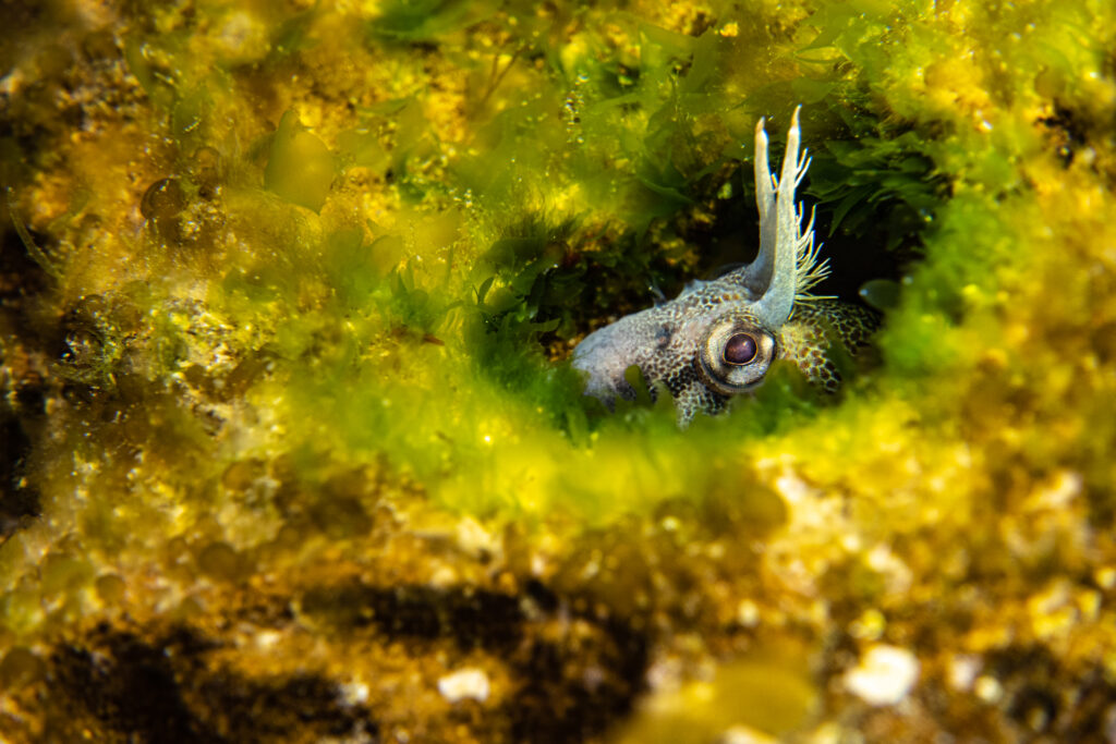 Why nature makes patterns: A Tasmanian Blenny nests in a hole. Once the eggs hatch, hundreds of tiny blennies will appear. Occasionally they appear abundant on the reef. Other times they seem to disappear. This behavioural change happens as a result of patterns influenced by tides, currents, weather, water temperature, time of day and other variables. This creates both rarity and resilience in the species and ecosystem.