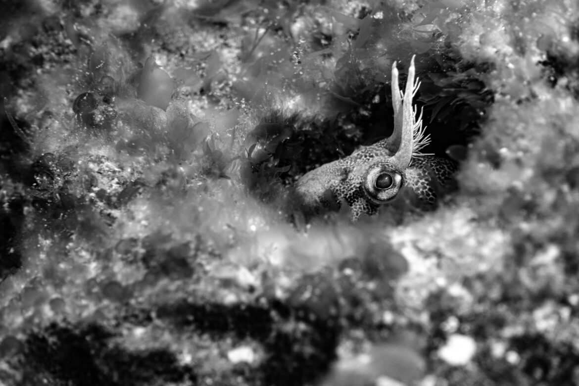 A Tasmanian Blenny nests in a hole. Once the eggs hatch, hundreds of tiny blennies will appear. Occasionally they appear abundant on the reef. Other times they seem to disappear. This behavioural change happens as a result of patterns influenced by tides, currents, weather, water temperature, time of day and other variables. This creates both rarity and resilience in the species and ecosystem.
