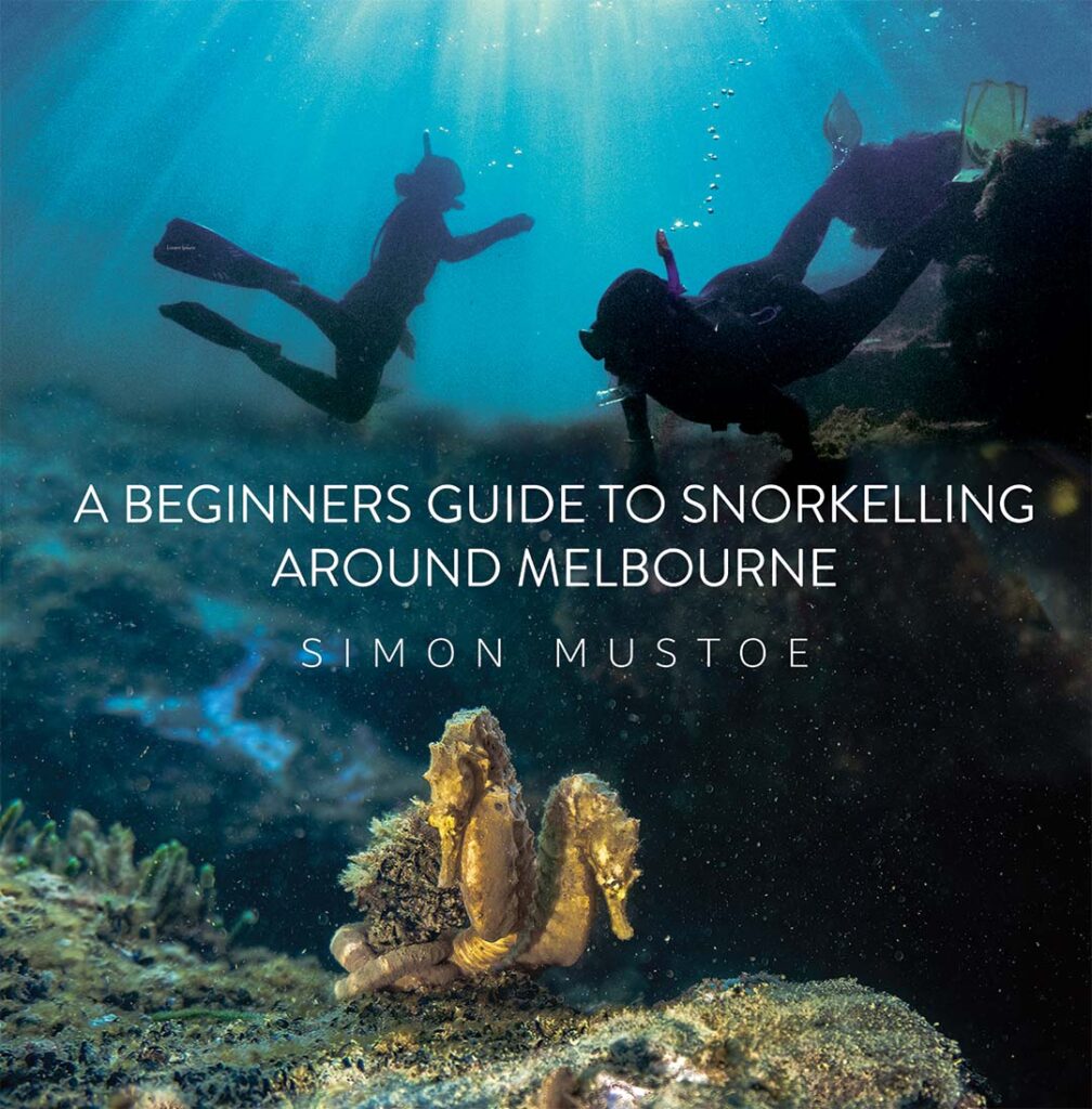 Learn to Snorkel in Melbourne: Five Tips for Beginners