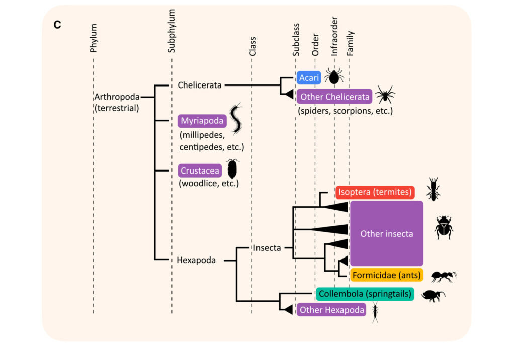 How important are soil invertebrates for our future?