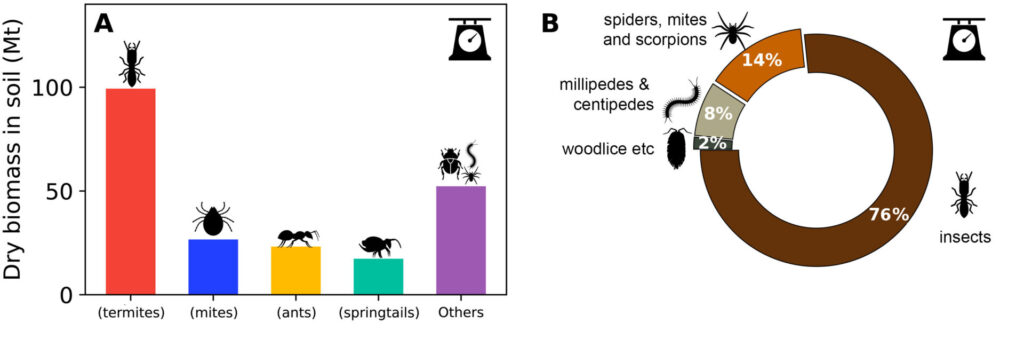 How important are soil invertebrates for our future?