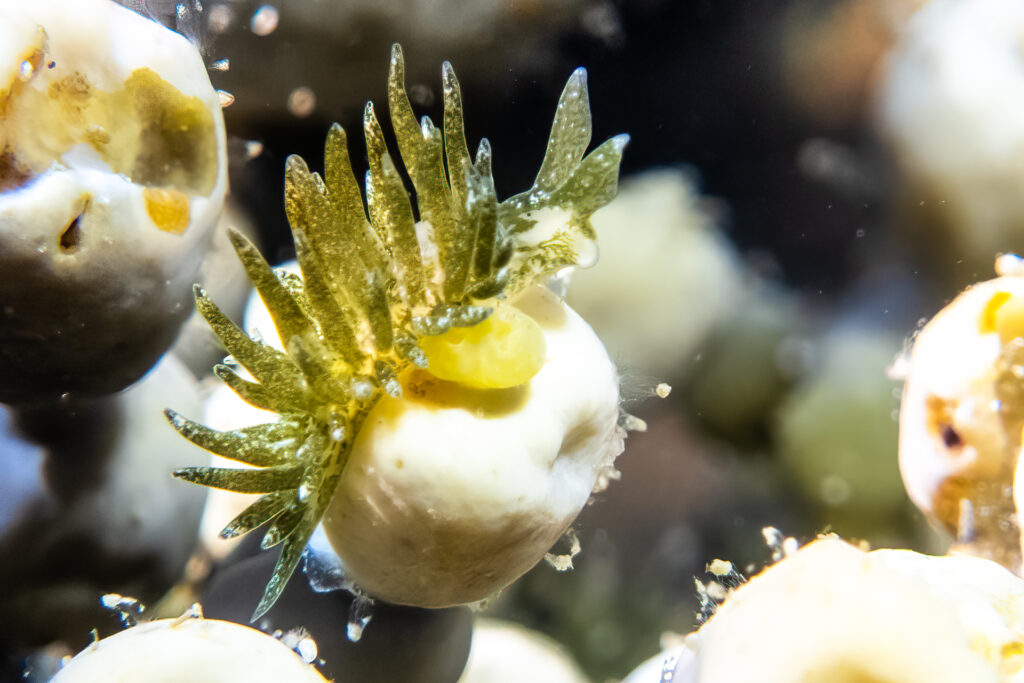 Photosynthesising sea slug, Plancida, a type of sap sucker