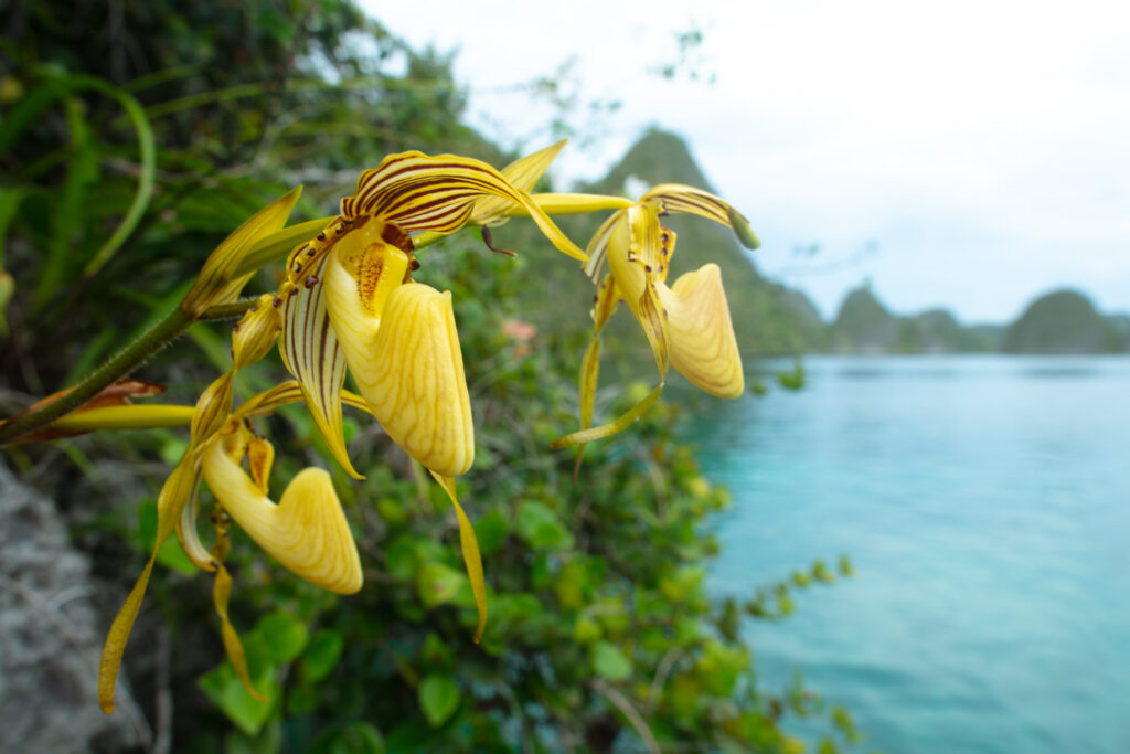 Orchids are impossible flowers only made possible by animals. A slipper orchid grows out of a limestone rock in Raja Ampat. Exposed to salt air, crippling tropical warmth and dessication, it makes no sense that a species could survive, let alone evolve here.