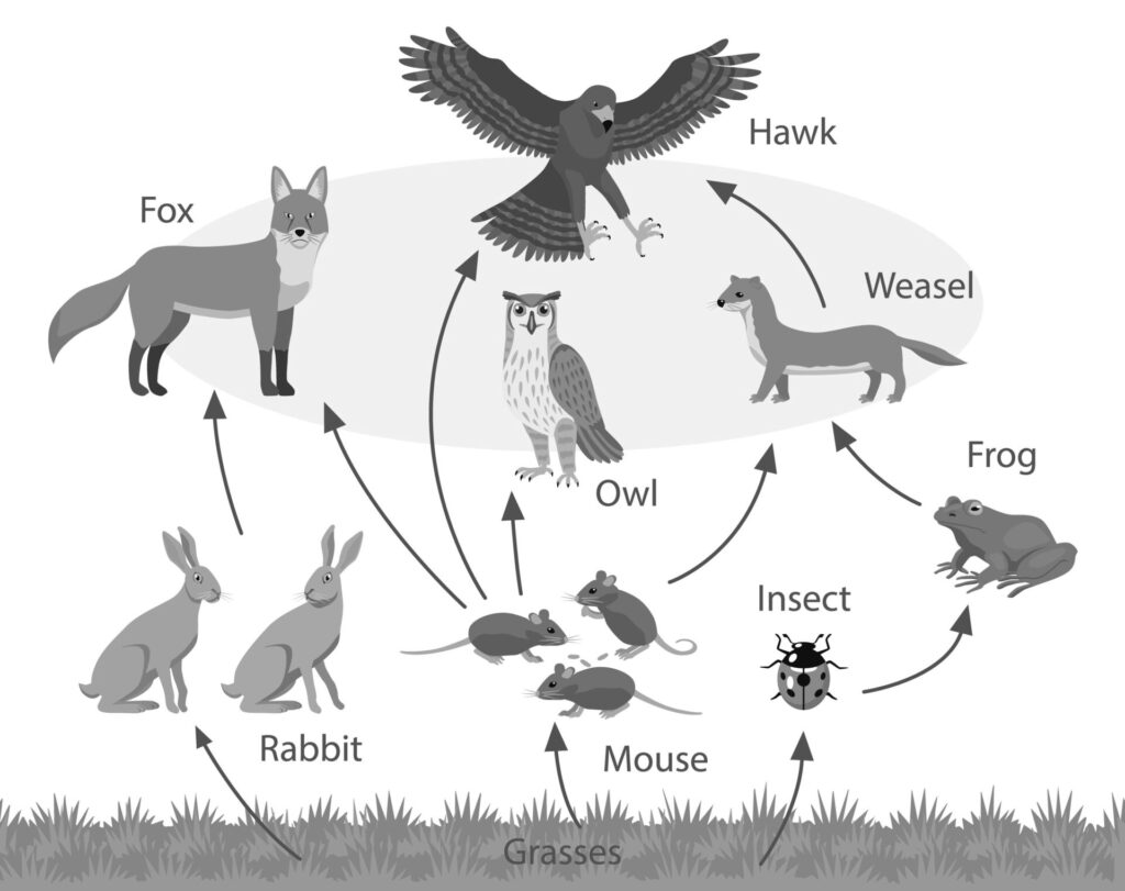 Are ecosystems regulated from top down or bottom up?
