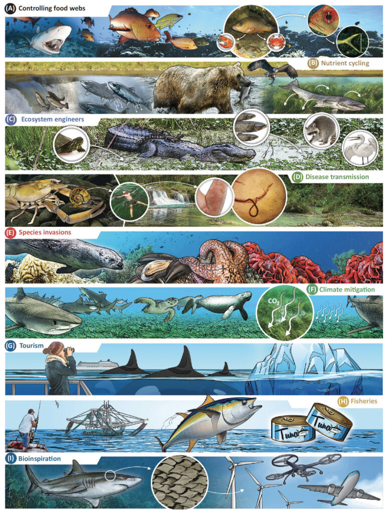 The value of sharks: ghosts of the past, present and future