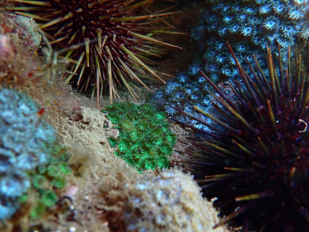 Five reasons why sea urchins are important