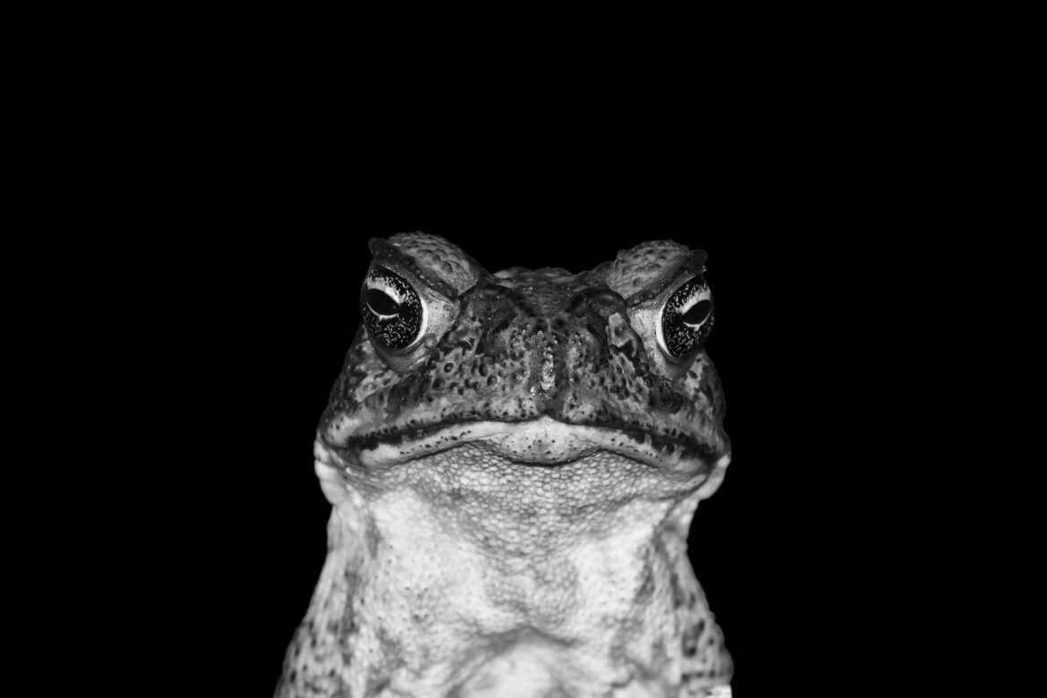 Cane toads are much-maligned in Australia. They are poisonous and kill loads of native predators, contributing to huge ecosystem losses. Should we kill cane toads, or indeed anything we regard as a ‘pest’? The answer is simple. Only if we’re absolutely sure it will encance wildlife diversity. Image by 11Audrey11, Stock photo ID:1310729703