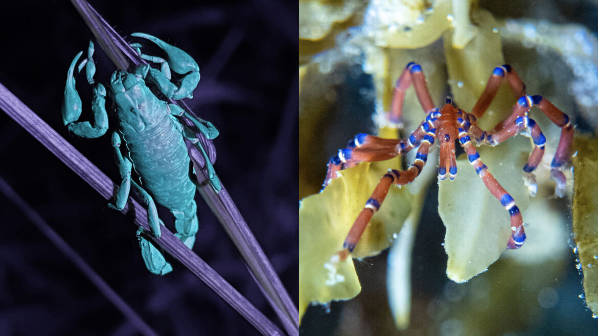 Glow in the dark ultraviolet scorpion and evan's sea spider