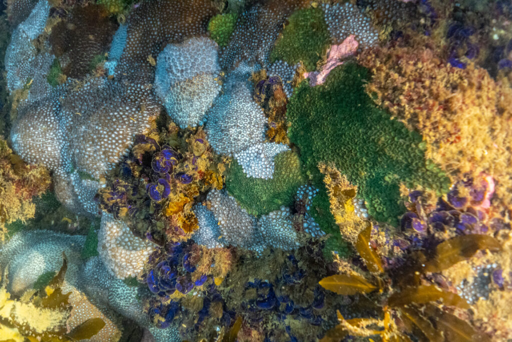 Melbourne's coral reefs. The best are under threat?
