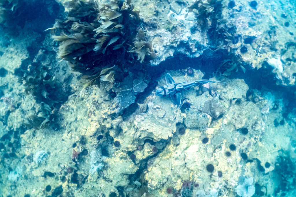 Melbourne's coral reefs
