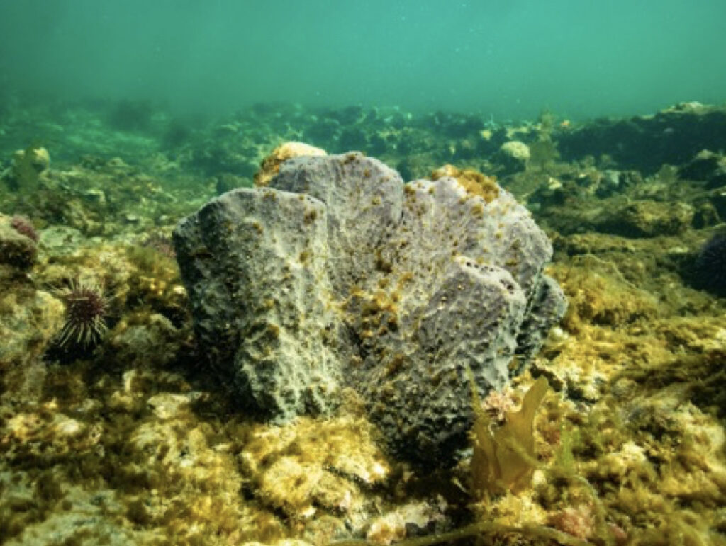 Melbourne's coral reefs. The best are under threat?