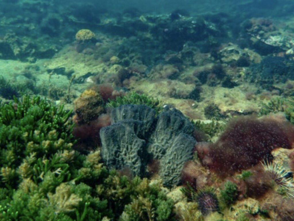Melbourne's coral reefs. The best are under threat?