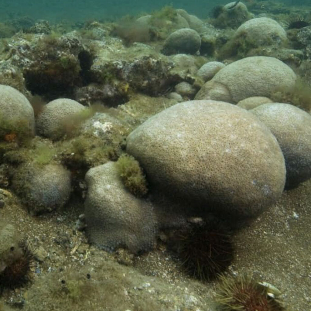 Melbourne's coral reefs. The best are under threat?