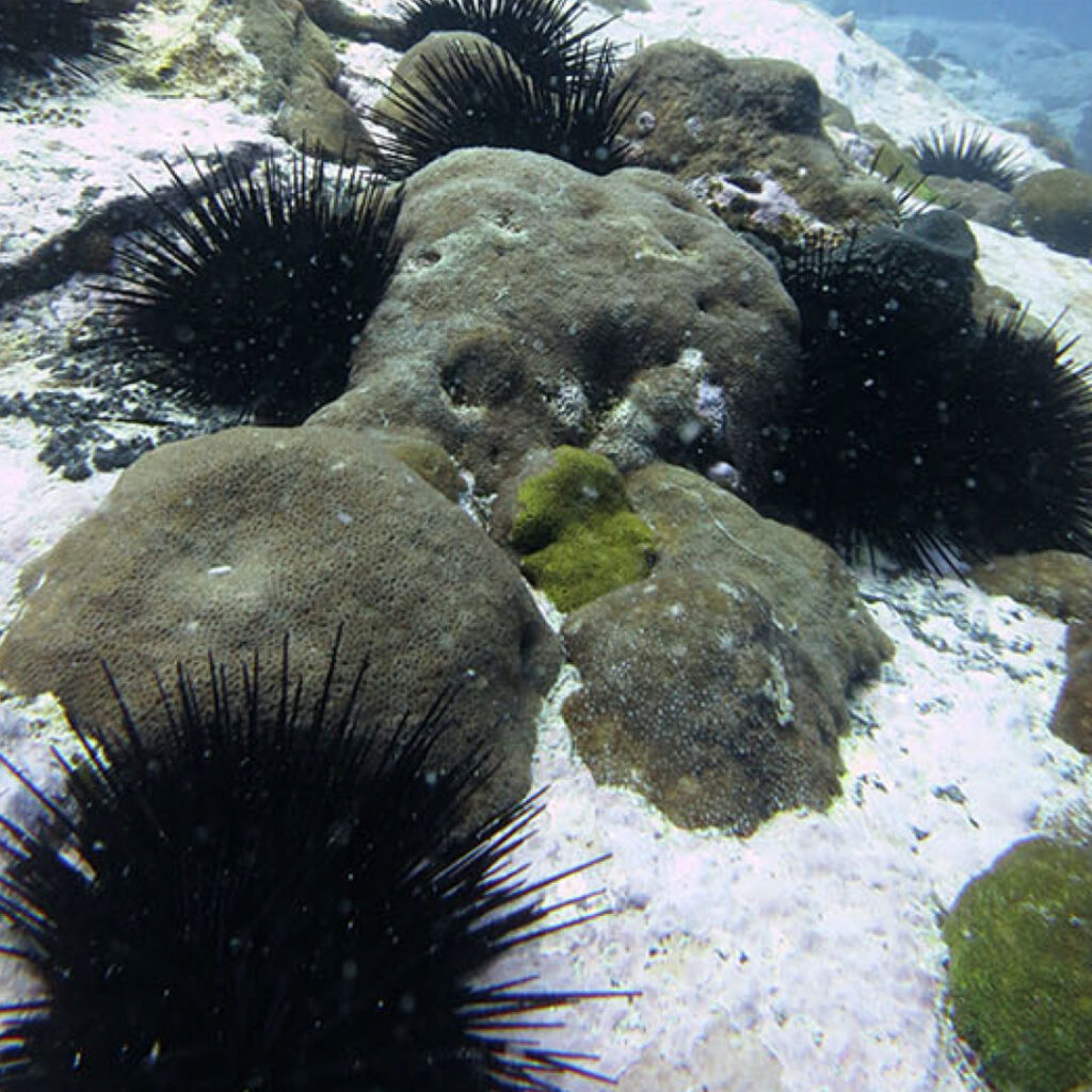 Melbourne's coral reefs. Example from Montague Island, NSW