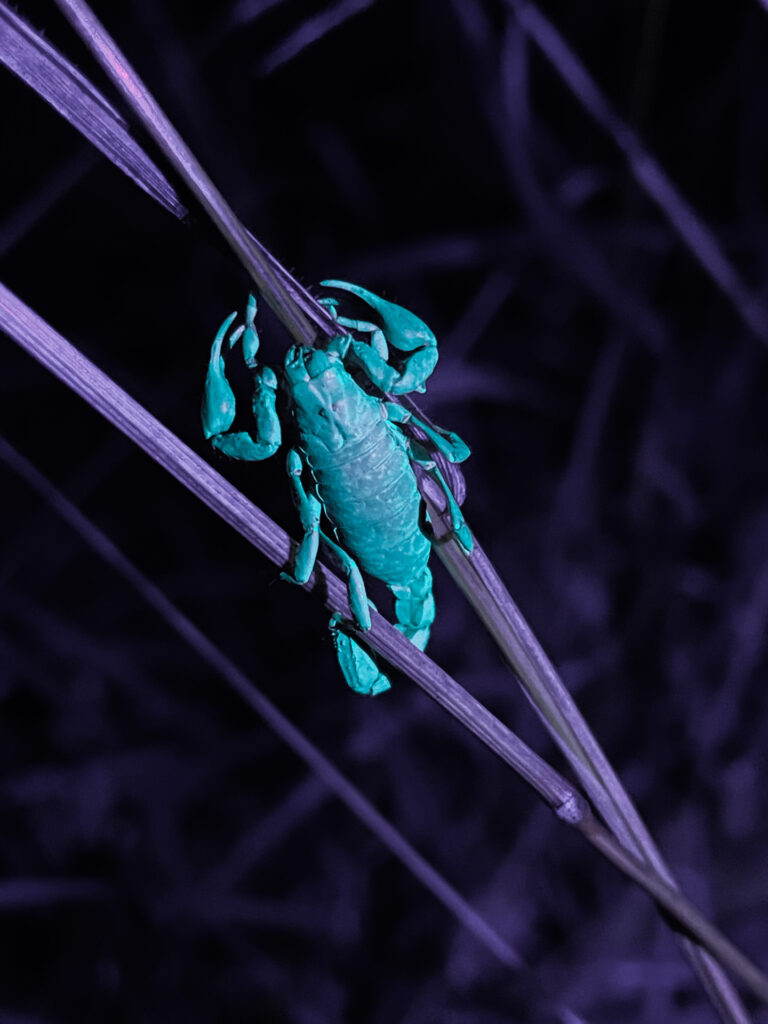 How to see Melbourne's sea spiders and glowing scorpions?