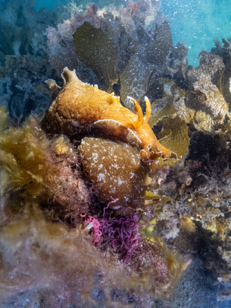 How to see Melbourne's sea spiders and glowing scorpions?