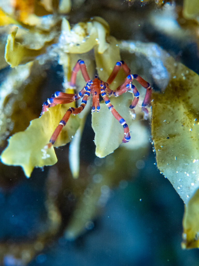 How to see Melbourne's sea spiders and glowing scorpions?