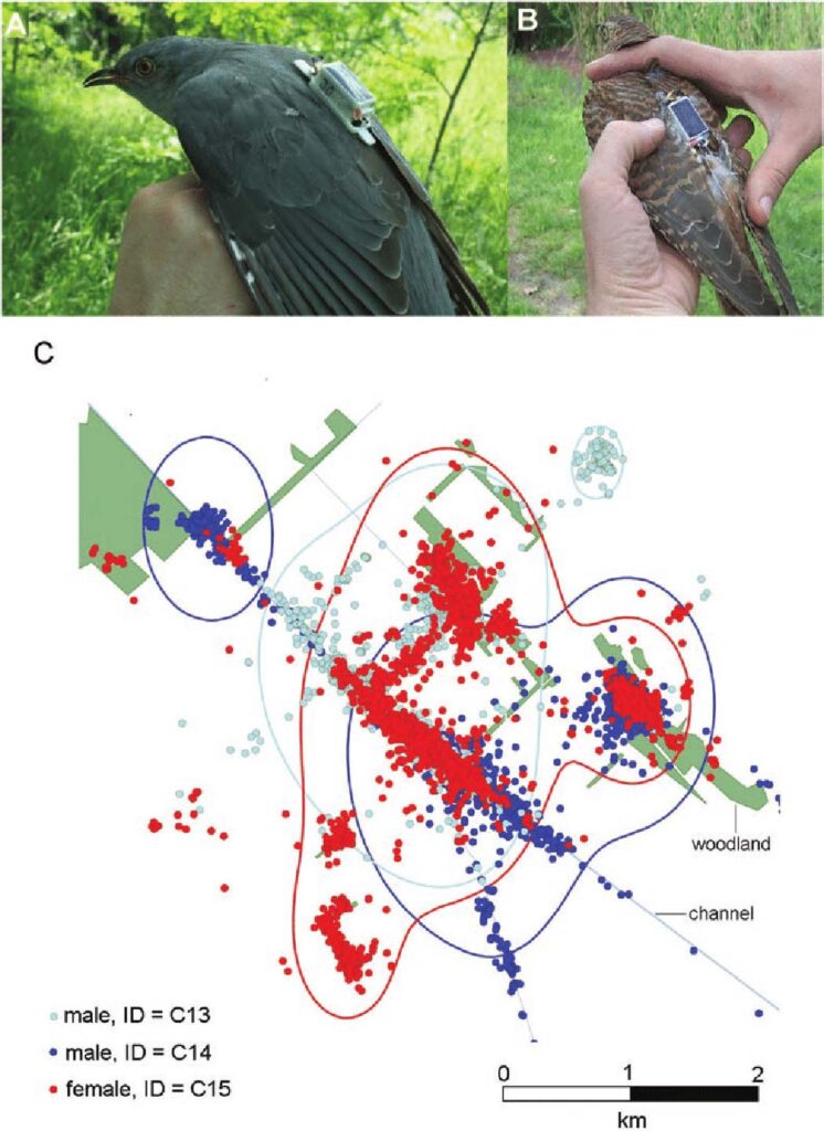 Why are cuckoos important? Habitat patch use by cuckoos. 