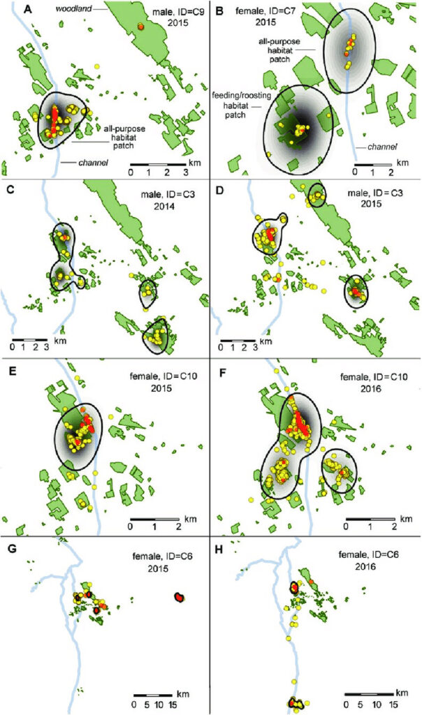Why are cuckoos important? Habitat patch use by cuckoos. 