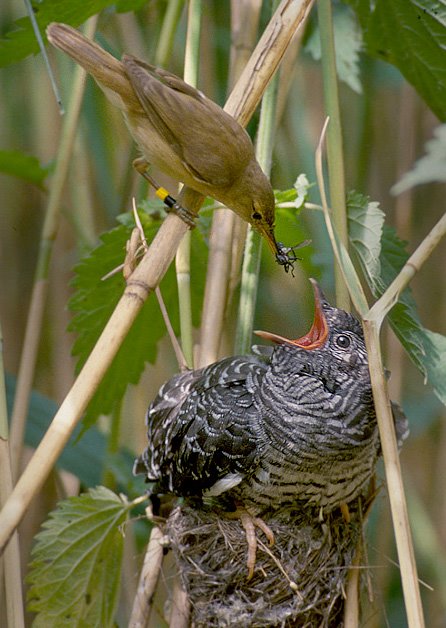 Why are cuckoos important? Reed Warbler feeding a Common Cuckoo chick in a nest. Per Harald Olsen, CC BY-SA 3.0 http://creativecommons.org/licenses/by-sa/3.0/