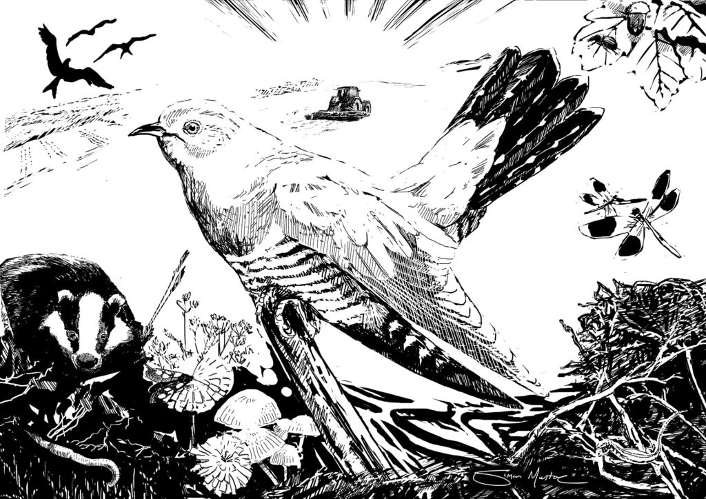 Why are cuckoos important? Humans can’t migrate long distances. But cuckoos follow the sun all the way to Africa and back. Migrant birds descend en masse to balance ecosystems against a flood of surplus energy, forcing it into the soil. Hearing spring cuckoos feels good because our food needs are connected to their migratory super-power.