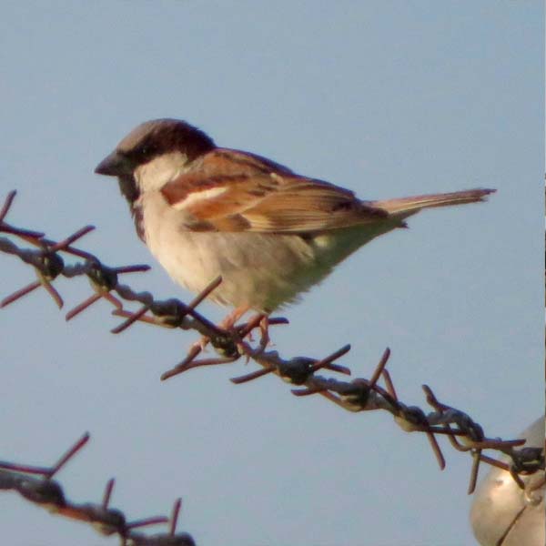 The Sparrows of Kabul