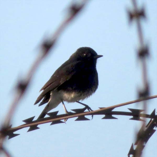 The Sparrows of Kabul. Pied Buschhat