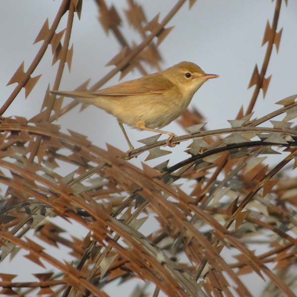 The Sparrows of Kabul. Blyth's Reed Warbler