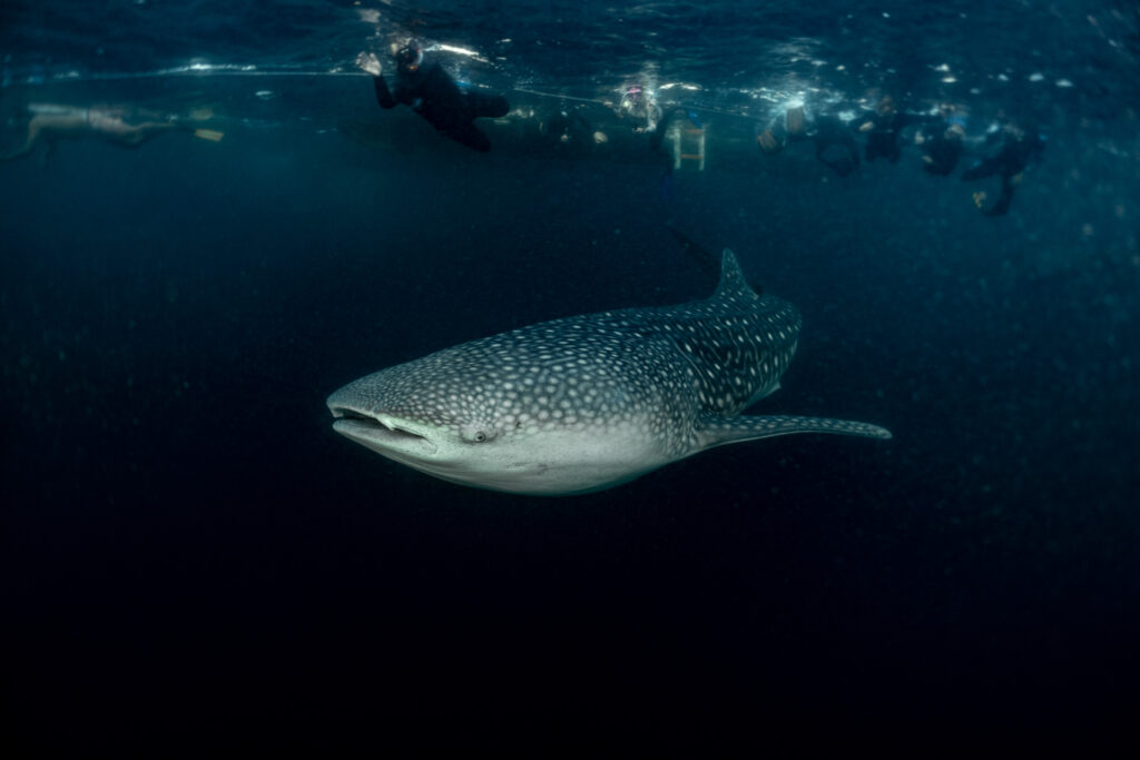 Swimming with Whale Sharks in Indonesia: a Photo Story
