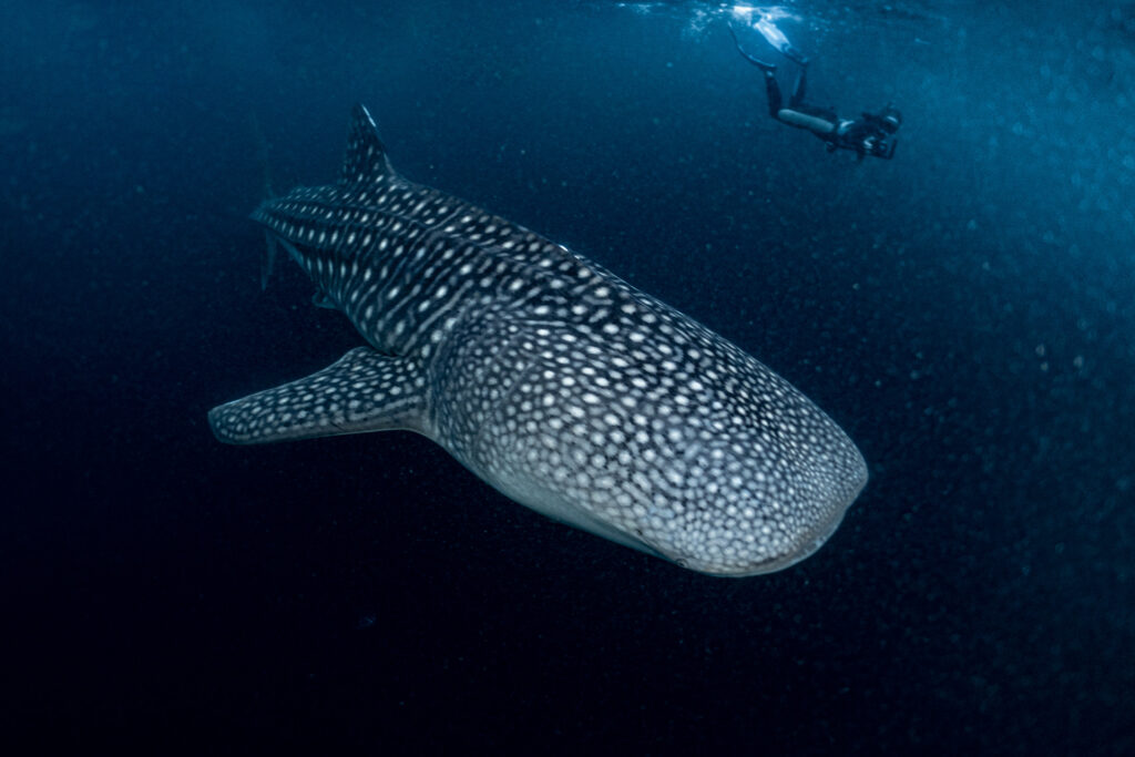 Swimming with Whale Sharks in Indonesia: a Photo Story