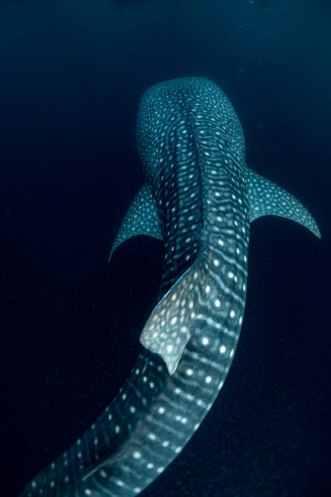 Swimming with Whale Sharks in Indonesia: a Photo Story